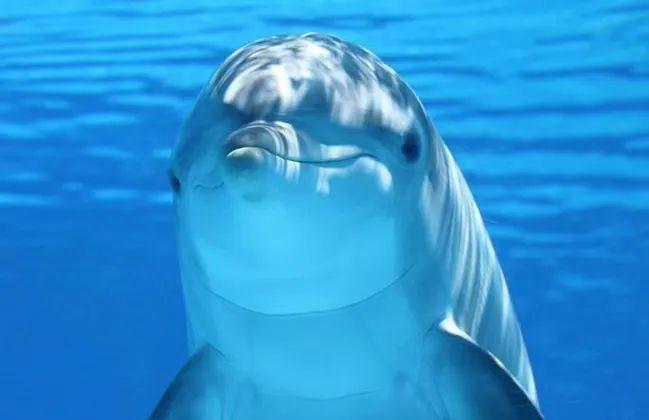 被人们称为「微笑天使」的海豚,嘴角自然上扬残酷的折磨不止发生在