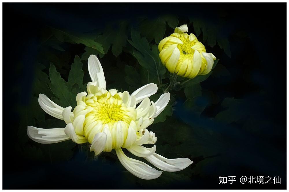 花中隐士,延年,长生,更生,日精,延寿客,制颓龄,金蕊,周盈,禽华,傅延年