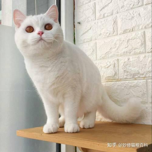 为什么大家都喜欢养公猫?并不是"重男轻女",背后有这些原因