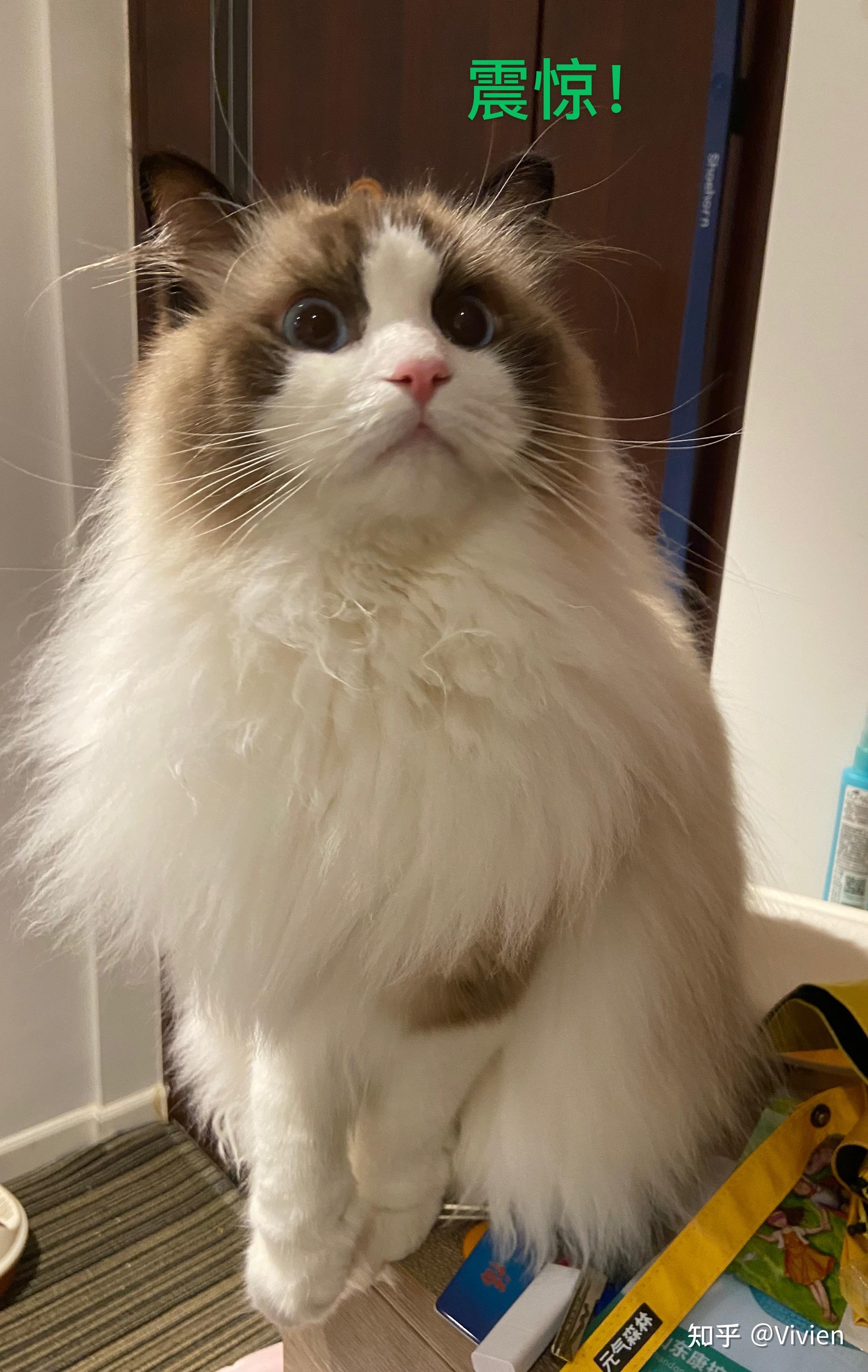 布偶猫这个样子爆毛之后会好看吗,现在尴尬期好担心!