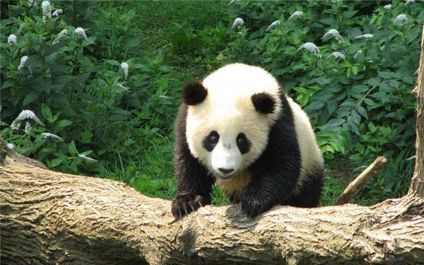 四川黑竹沟大熊猫图片
