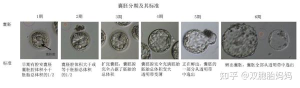 你的囊胚,“算老几”? - 知乎