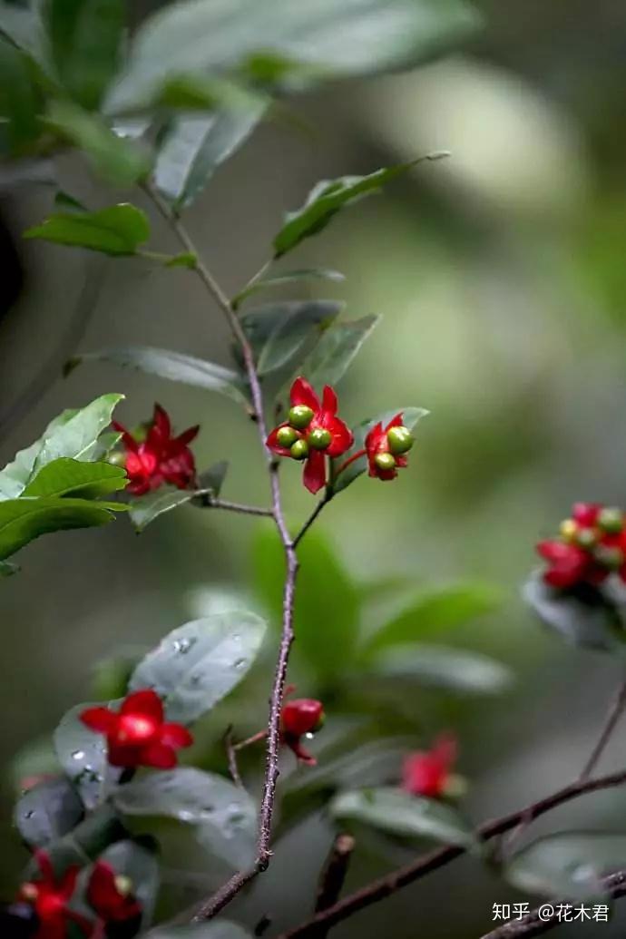 公众号:易花得木(yihuademu)(服务号)宜花得木(yihua-demu)(阅读号)