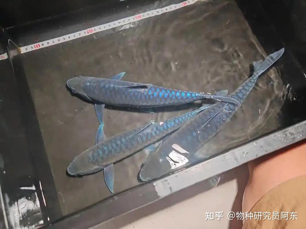 红黄蓝齐活了?吉罗鱼大盘点Cyprinidae(结鱼属) - 知乎