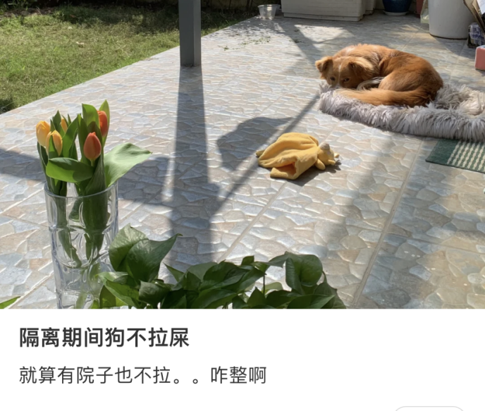 还有有条件也不la的主人只好在阳台自制了"五星级仿真厕所"为了狗子的