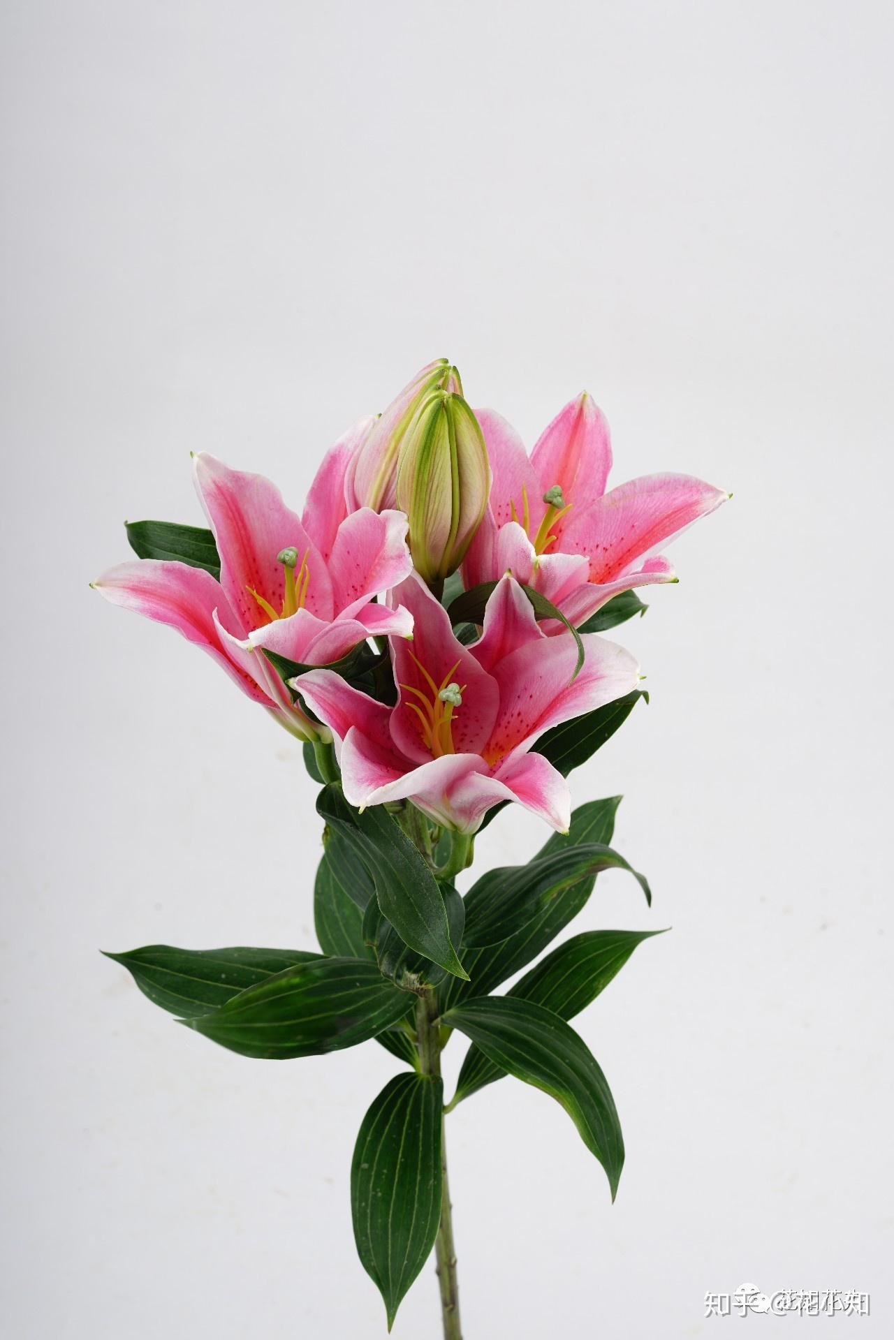 东方百合的著名品种