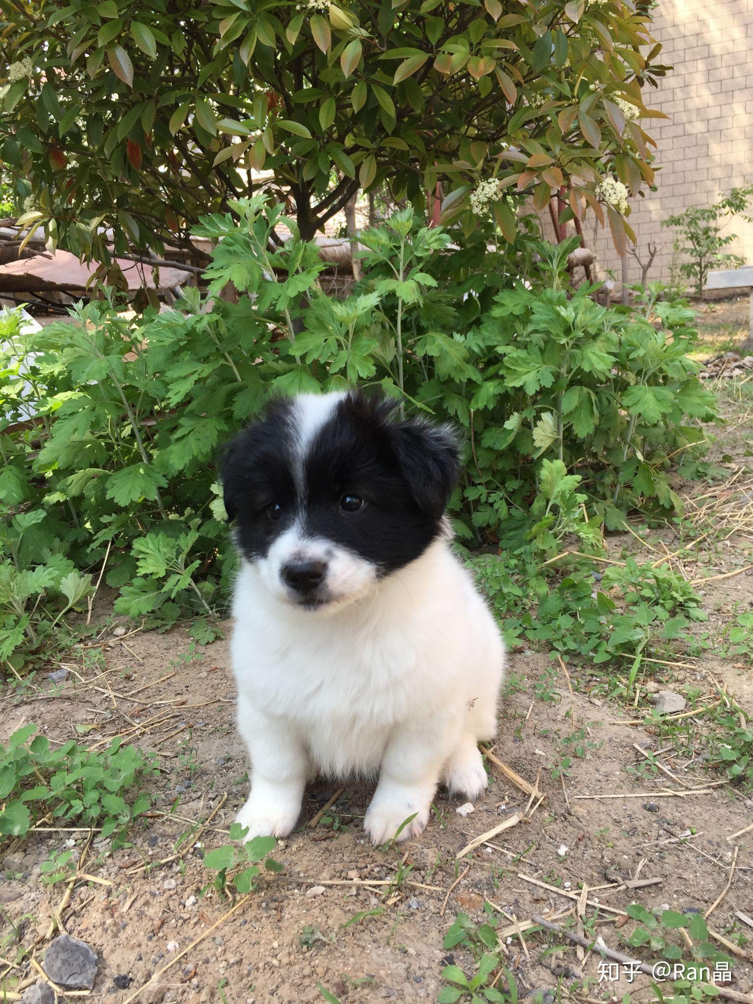 狗狗可以有多萌?