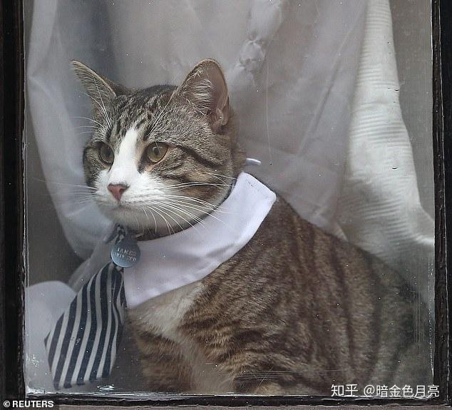 厄瓜多尔大使指责阿桑奇的猫是间谍excuseme