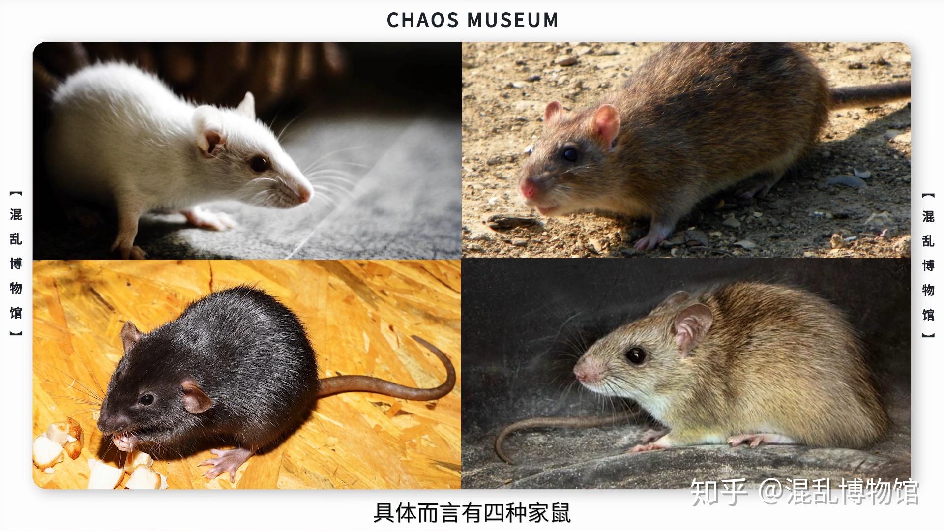米老鼠是什么鼠 | 混乱博物馆 - 知乎