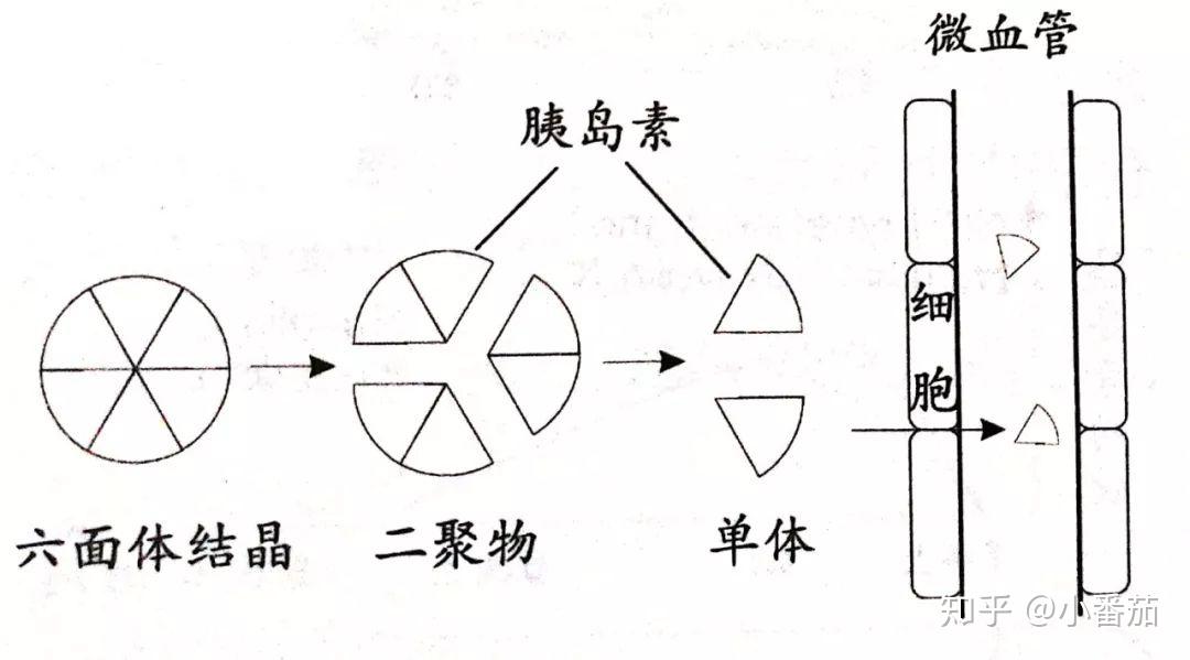 胰岛素的结构一般是6个分子结合在一起(六面结晶体,请看下图),这个