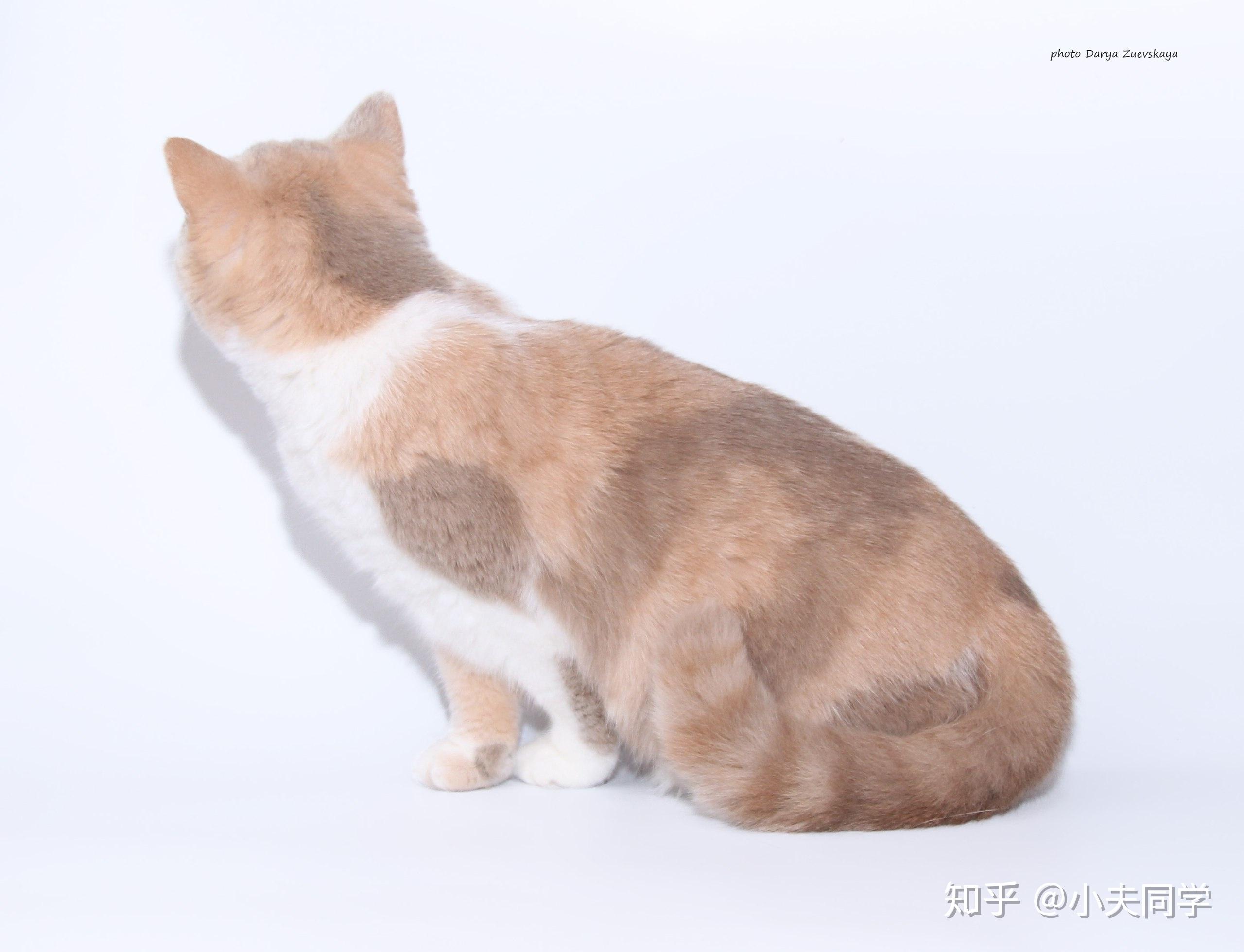 英短毛色大全集(双色 · 三花) - 知乎