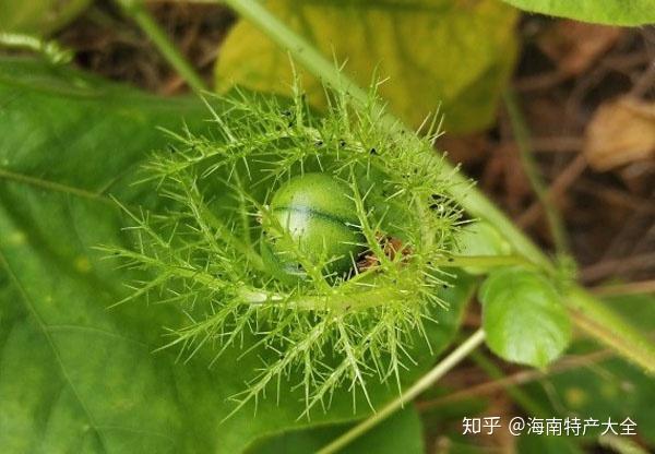 龙珠果和百香果的区别图片