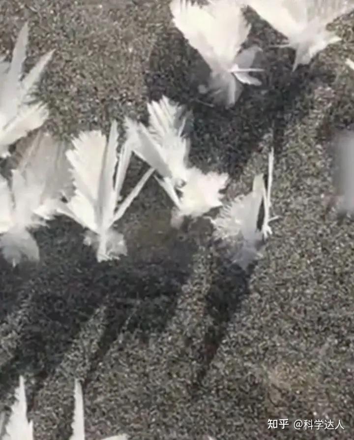 山西一条河流冰面上开满冰花，如同落满了“冰蝴蝶”，如何形成的 - 知乎