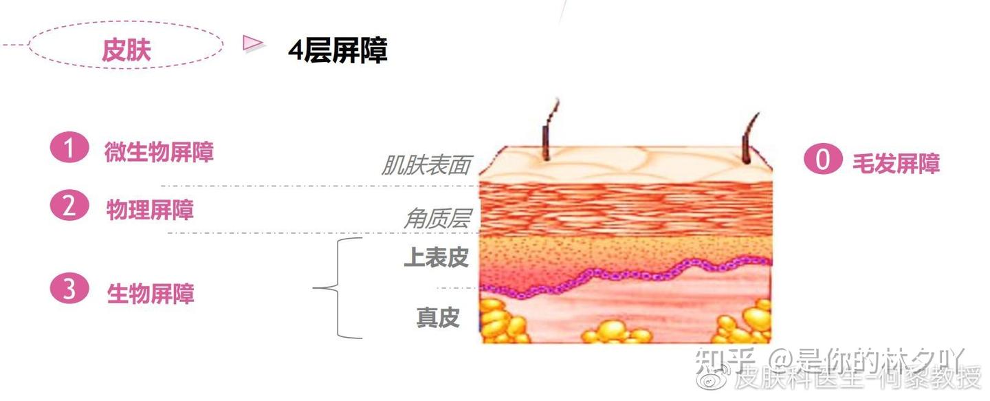 皮肤屏障是什么？你都了解吗？ - 知乎