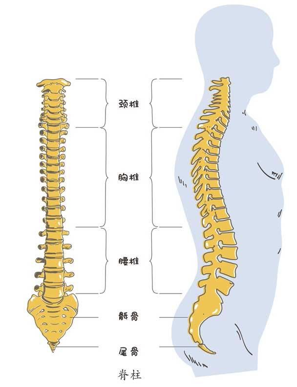 脊椎T11位置真人图图片