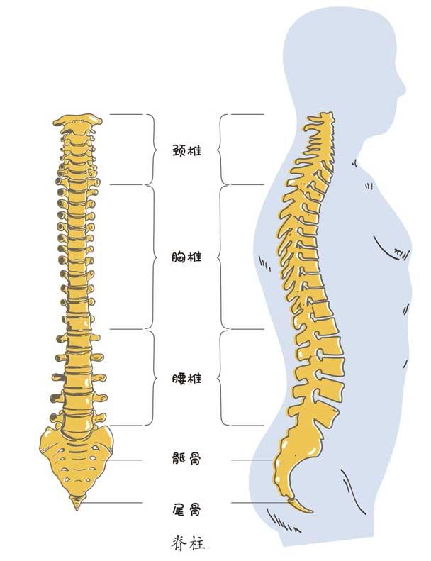 脊椎的准确位置图片图片