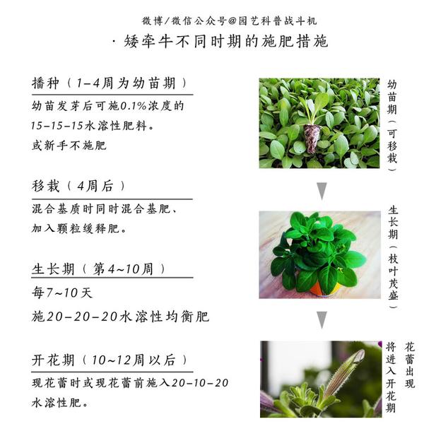 秋播定个小目标 种一个 花球 知乎