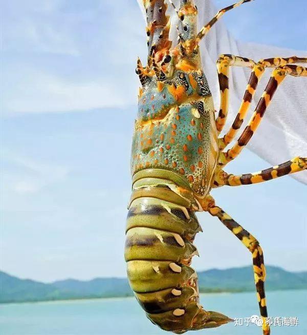 除了澳洲进口花龙仔这里还包罗全球五大洲七大洋150