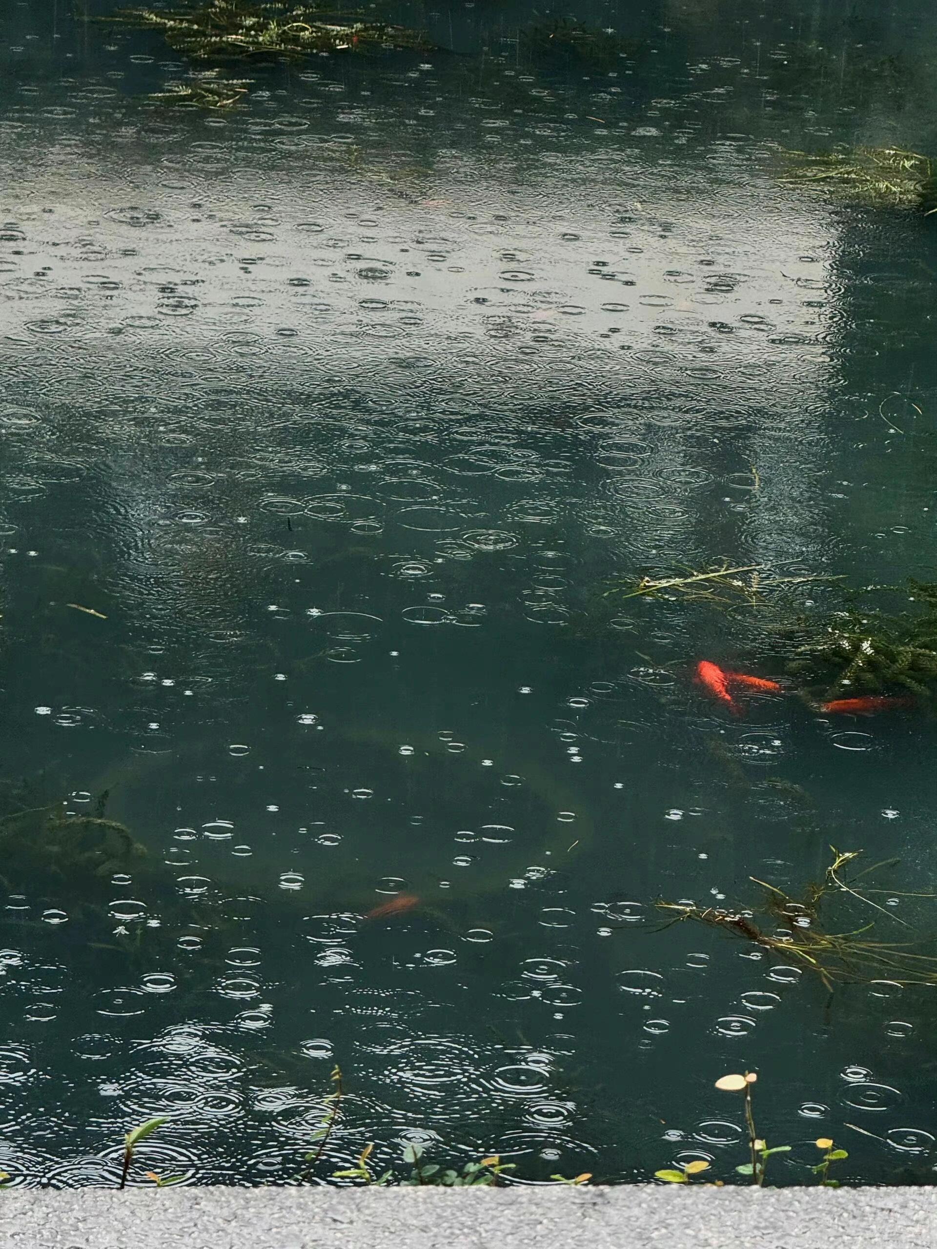 雨中的苏州园林