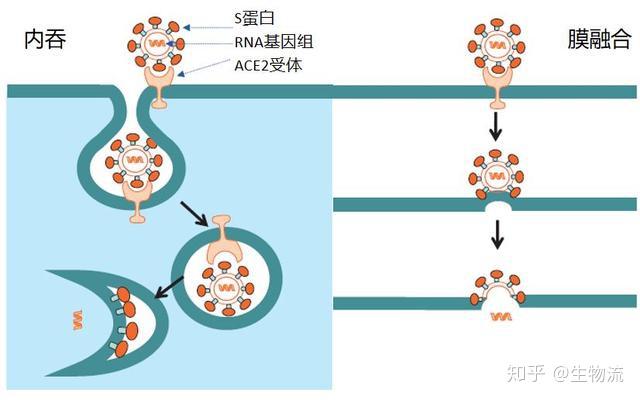 病毒进入细胞图片