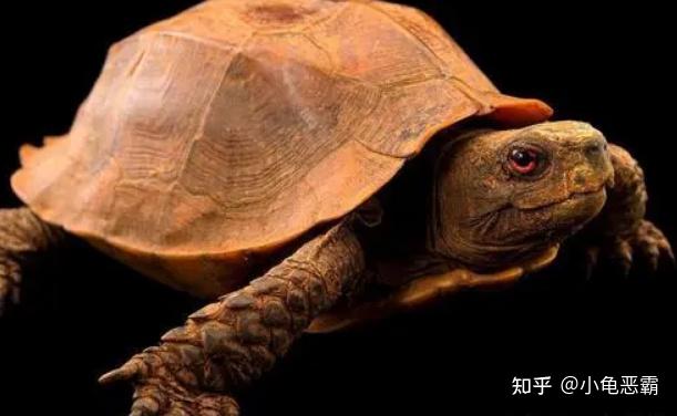 不同的龟种，冬眠温度要求也有不同 - 知乎