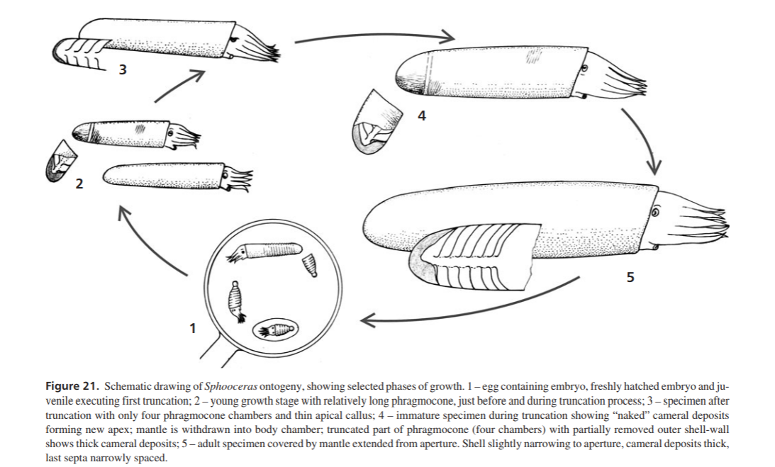 头足纲小传36浮世琉灯袋角石目