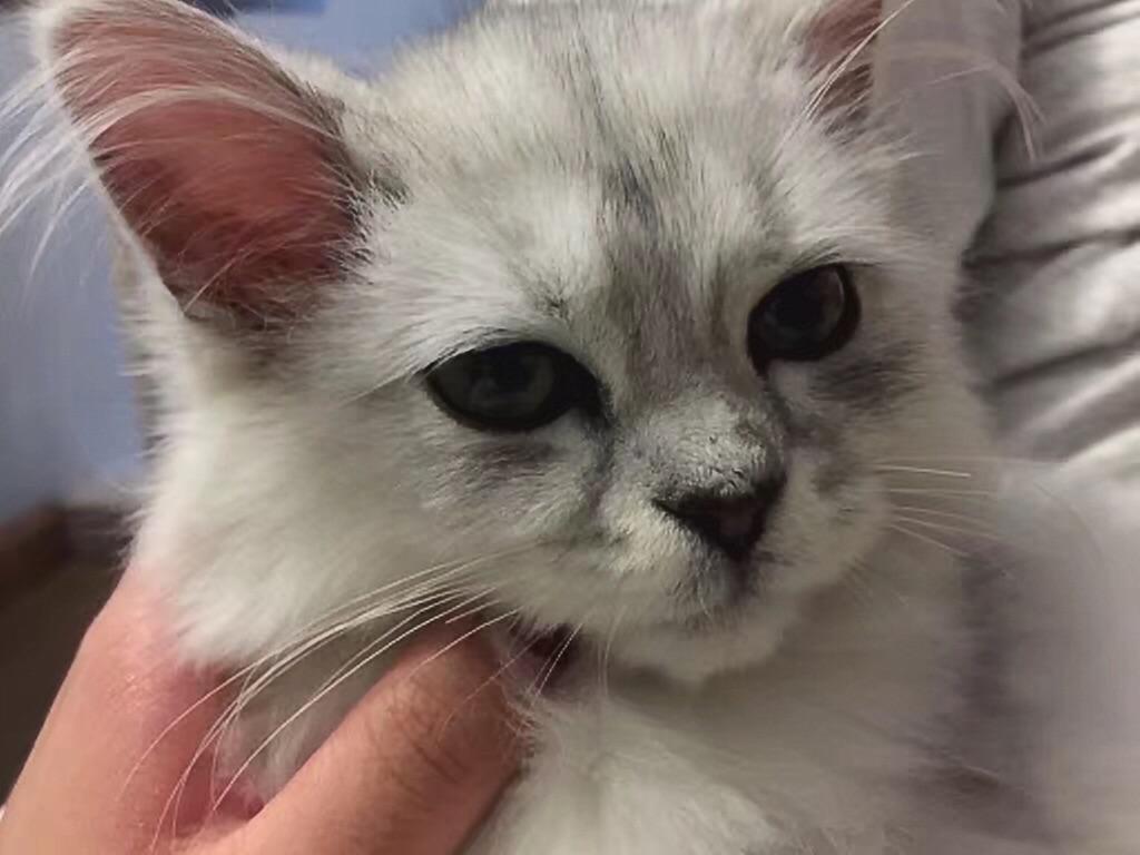 如何判断一只猫喜欢你?