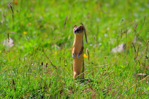上古异兽图鉴狌狌