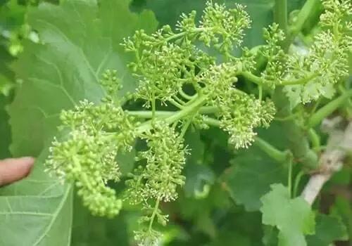 葡萄花期管理技术要点 知乎 葡萄花期管理技术要点 知乎