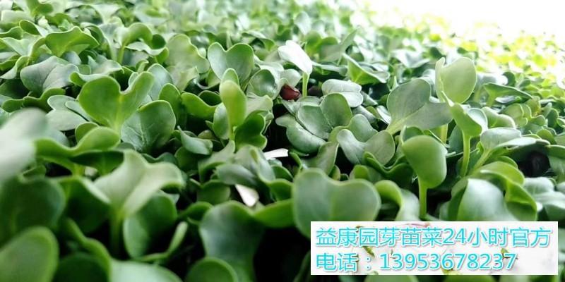 益康园芽苗菜种植技术老师介绍豌豆苗如何进行无土栽培 知乎