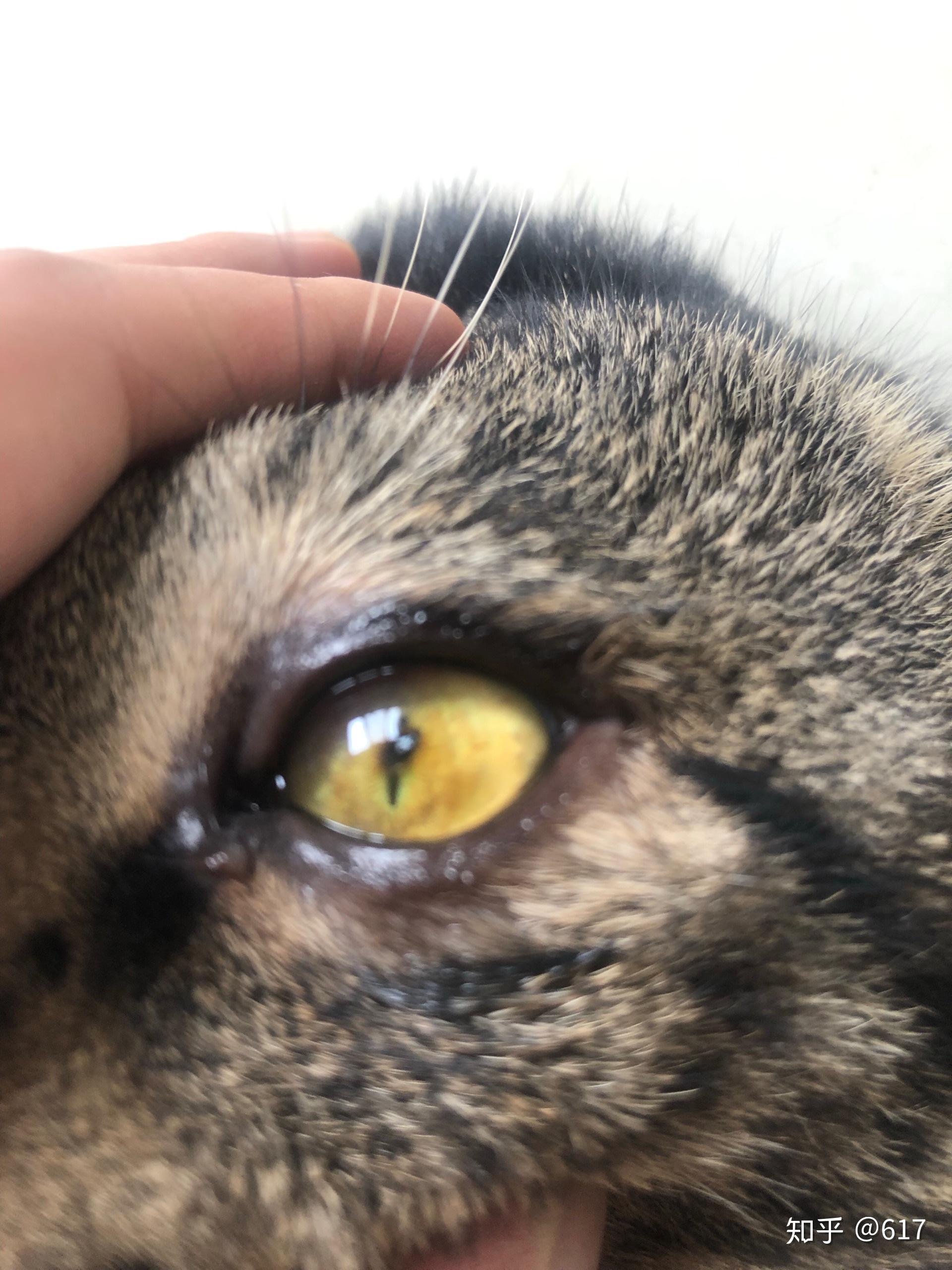 猫咪虹膜黑色素瘤图片图片
