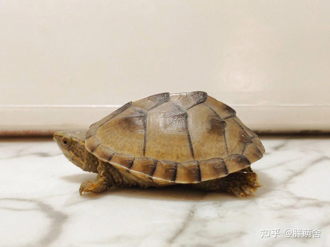 常见蛋龟的优缺点，一分钟快速盘点 - 知乎