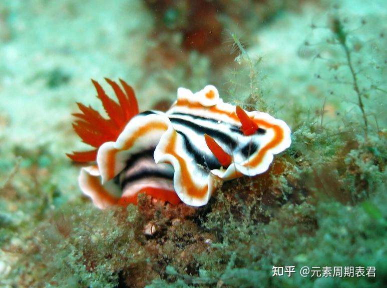 动物界中“百毒不侵”的特殊成员及抗毒之谜 - 知乎