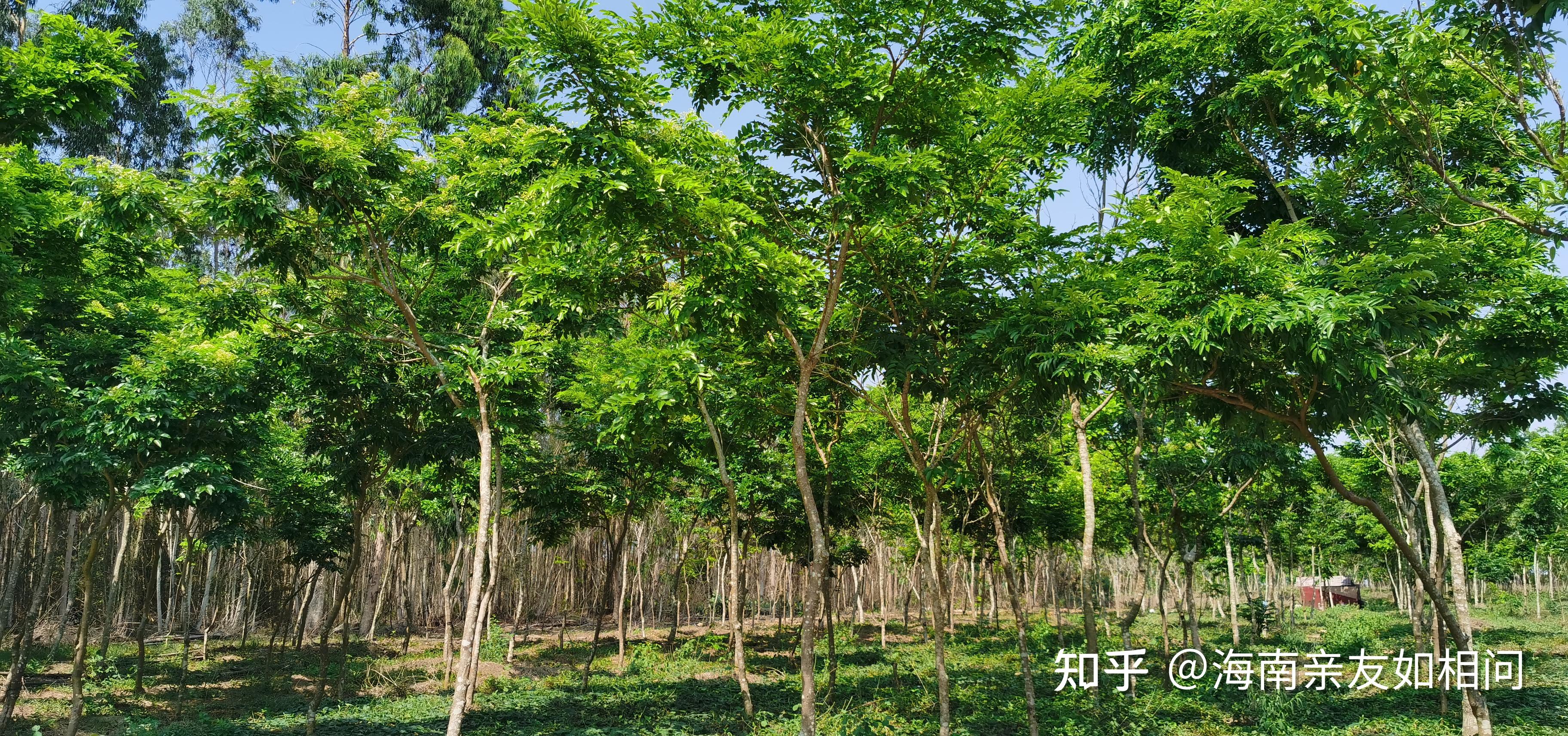 海南黄花梨树长啥样图片