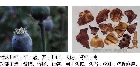 500余种中草药图  第428张