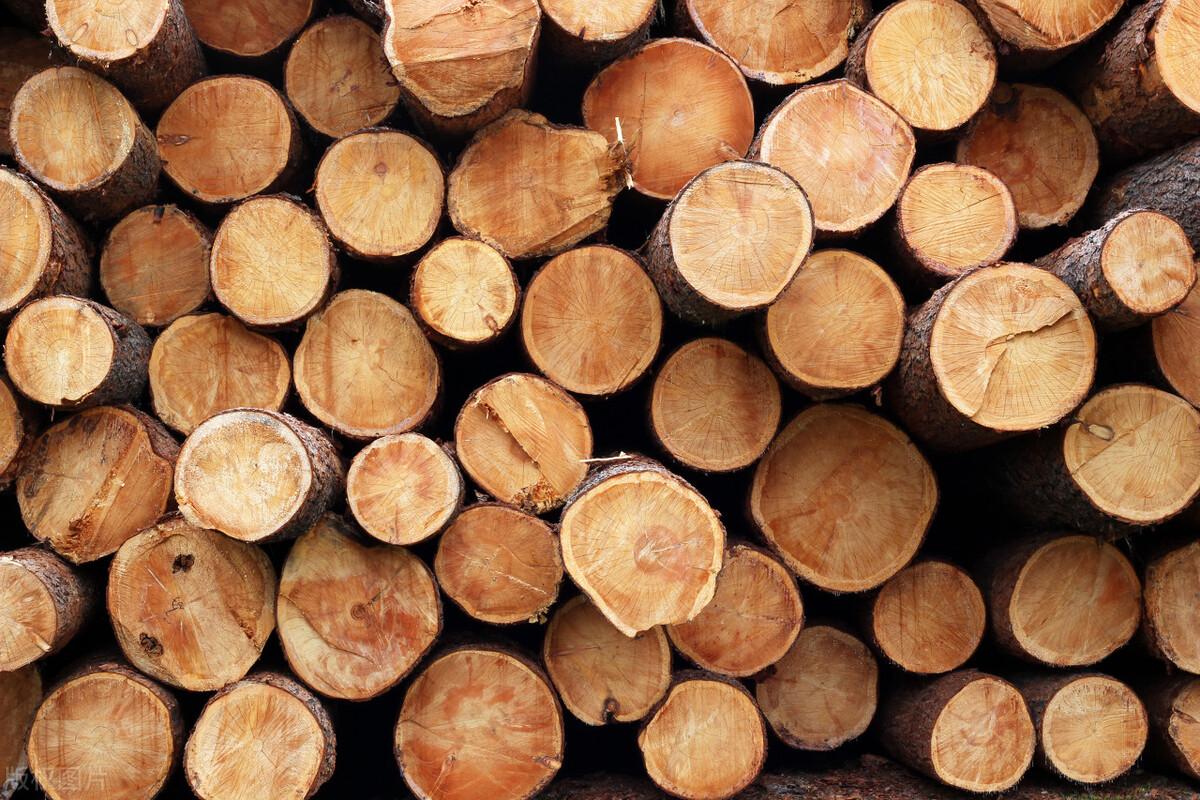 连续16年蝉联全国木材产量第一,广西的野心远远不止于此 