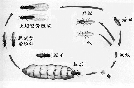 大白课动物的性生活之白蚁那些淫荡的日子