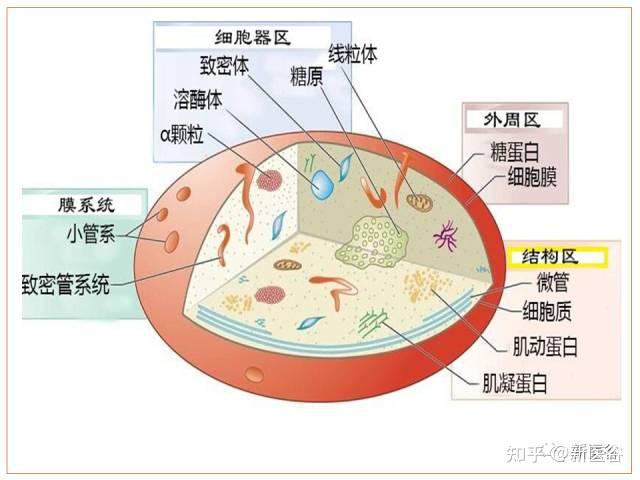 谷谷科普|血小板从何来，长啥样，有何用？ - 知乎