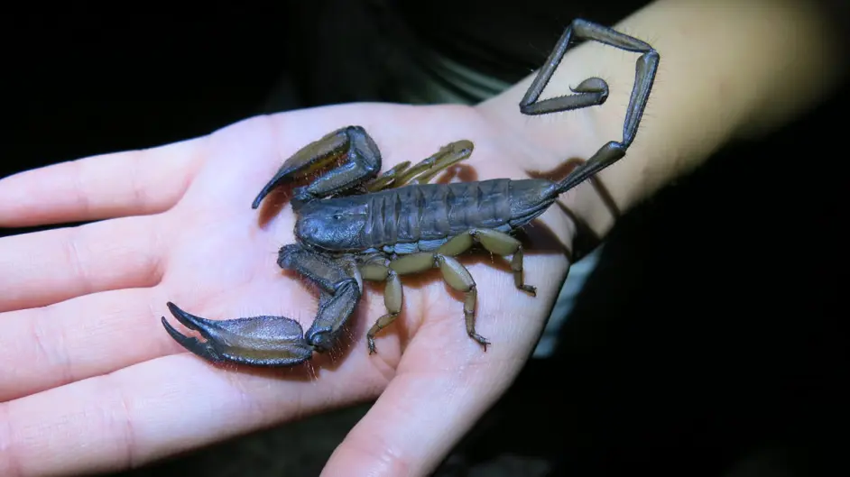 蝎子体型越小钳子越细就越毒?别在这瞎扯淡害人了! - 知乎