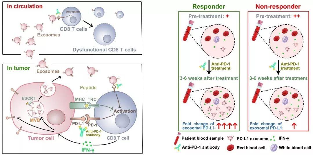 nature亮点丨肿瘤免疫逃逸机制及免疫治疗研究获重要突破
