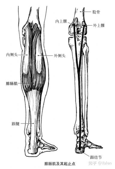 胫骨结节解剖 胫骨结节骨软骨炎 胫骨结节骨骺炎 胫骨结节突出 Www Qiqidown Com