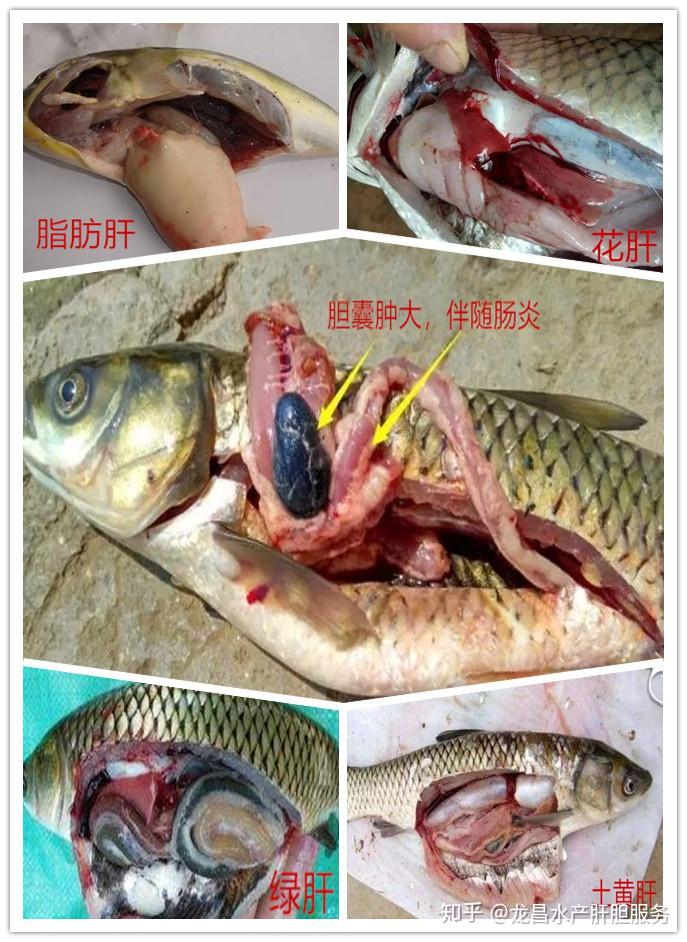草鱼鲫鱼石斑鱼加州鲈脂肪肝花肝白肝肝肿大等肝胆病多发怎么治