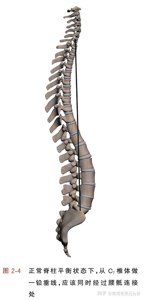 正常的脊柱,从其c7椎体做一铅垂线,应该同时经过腰骶连接处(图2