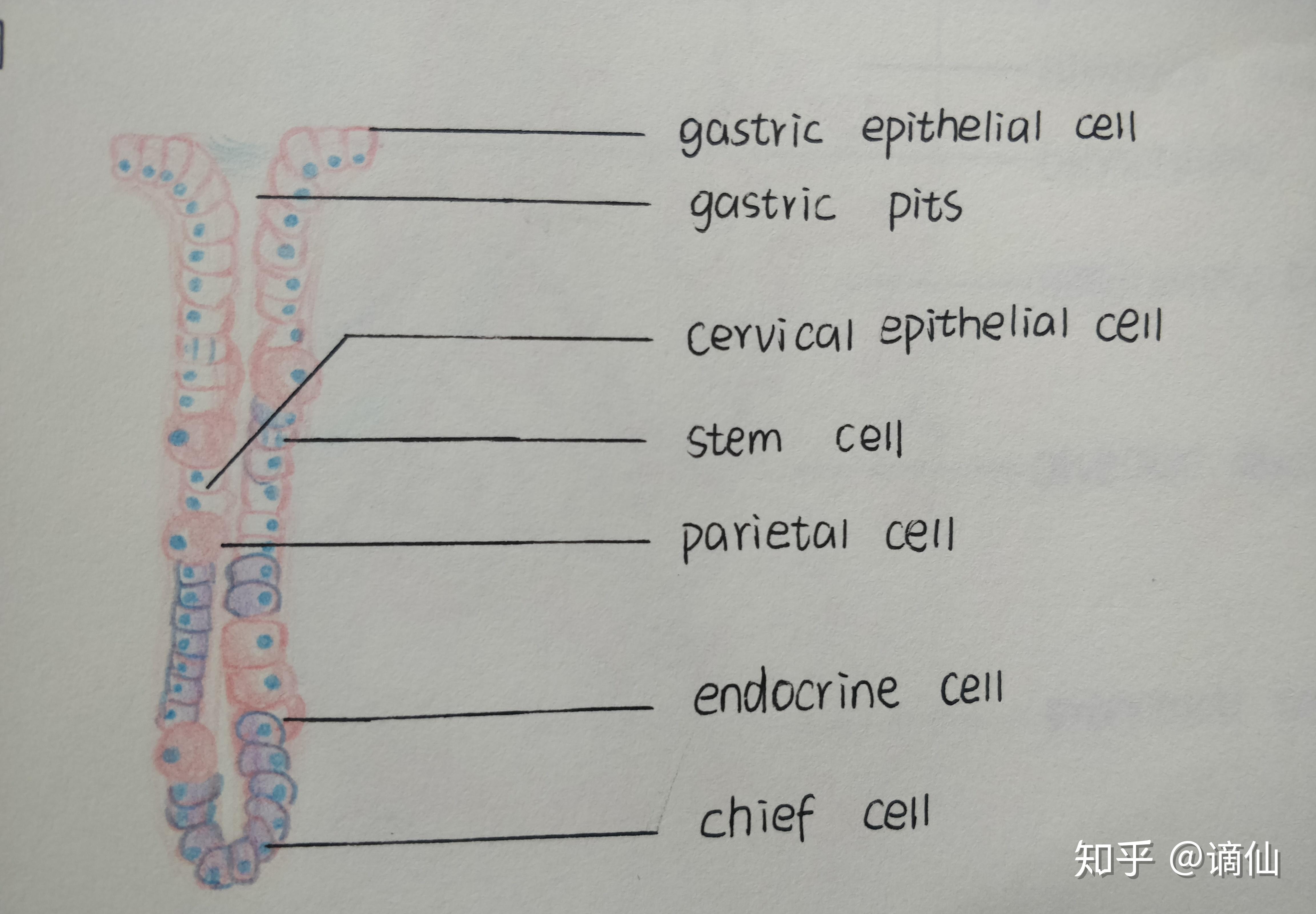 幼儿园选手的组胚手绘