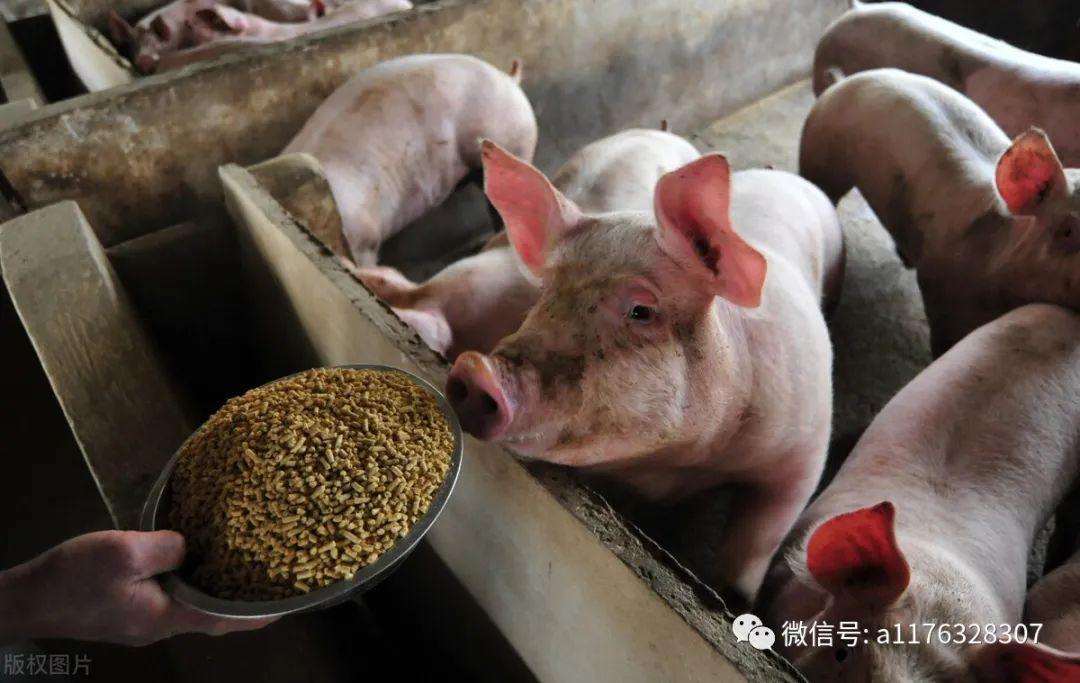 猪喝尿吃屎啃食泥土是怎么回事猪异食癖怎么办