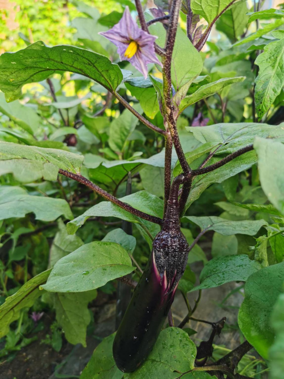 见过茄子没见过这样的茄子更没见过这样种茄子的