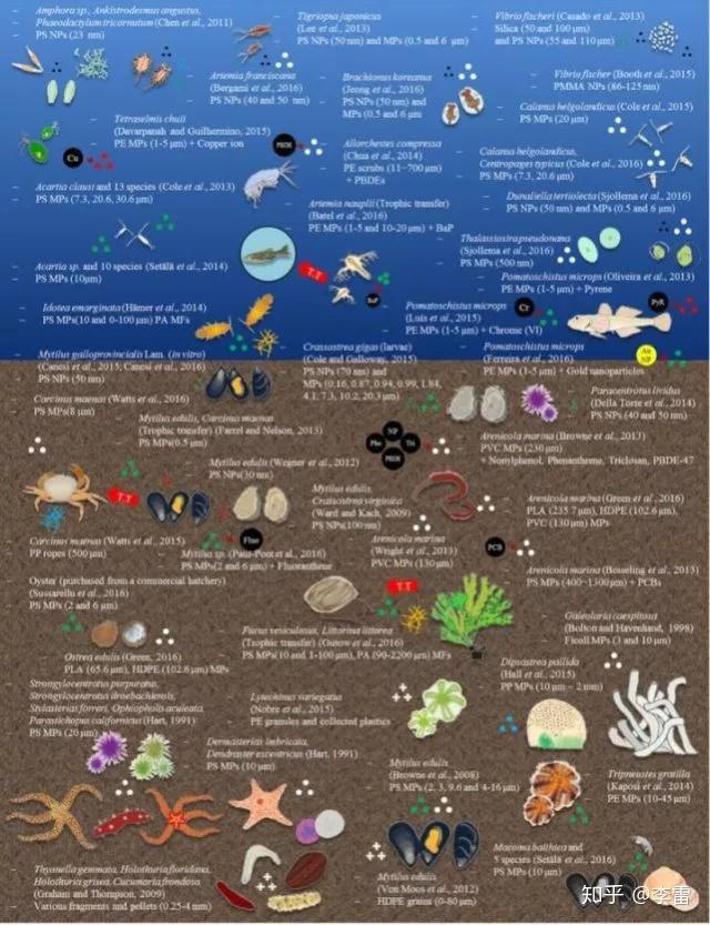 如何评价蛟龙号从大洋深处带回的海洋生物中检出微塑料