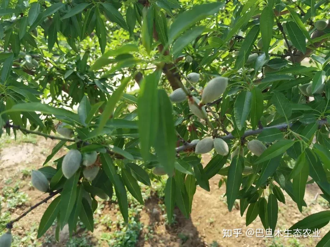 巴旦木冬天易活吗宁夏巴旦木种植怎么选择高产巴旦木品种