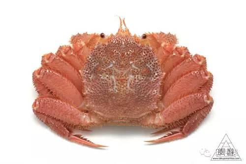 蟹蟹社会 在日本你想吃和不想吃的28种蟹都在这里 知乎