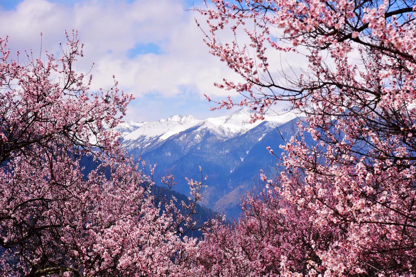 粉红blingbling林芝云桃花节来啦就在3月28日